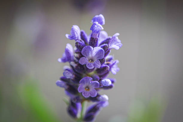 Lavender flowers in a urban garden