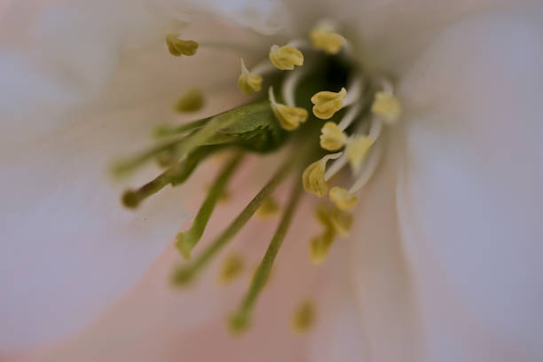 istock Beautiful macro view of delicate spring white cherry (Prunus Shogetsu Oku Miyako) blossoms on university campus, Dublin, Ireland. Stamens, filaments of cherry blossoms 1320966304