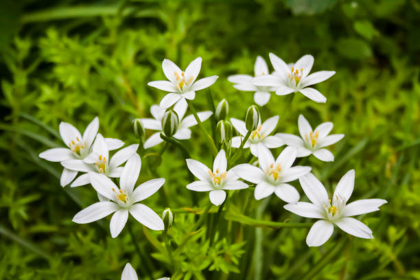 istock Ornithogalum flowers closeup (Star of Bethlehem) 1320966952