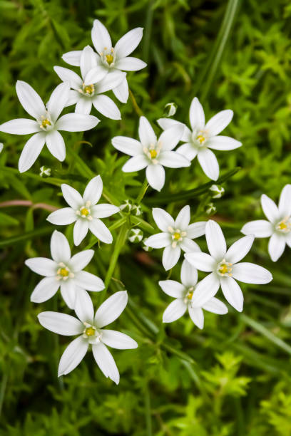 istock Ornithogalum flowers closeup (Star of Bethlehem) 1320966984