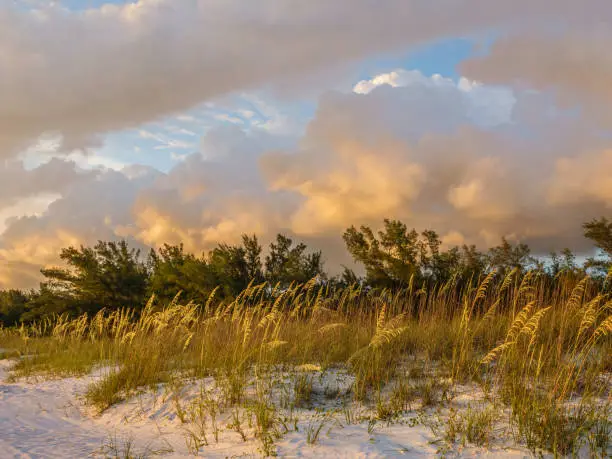 Sea oats (binomial name: Uniola paniculata) bending in light breeze across low dune on sandy beach along a barrier island near sunset along the Gulf Coast of Florida in summer. Foreground focus.