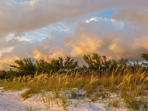 sea oats along the gulf coast at sunset - sand sea oat grass beach sand dune imagens e fotografias de stock