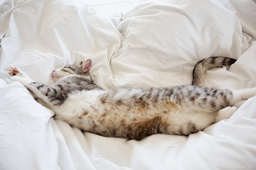 Tabby cat with huge white spots lying on bed, sleepig on white sheets in a very comfortable position, at least comfortable for her