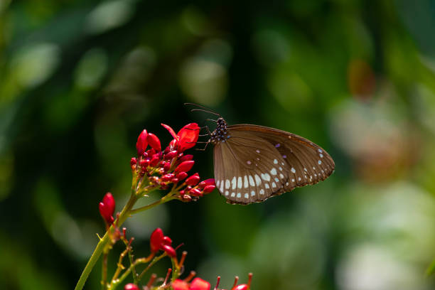istock Beautiful butterfly on the flower 1320967262