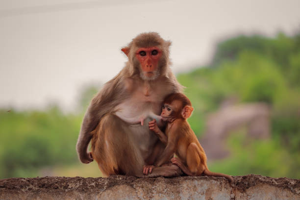 istock Mother monkey sited with baby monkey 1320968347