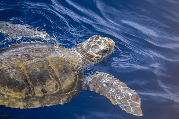 istock caretta turtle near sea surface for breathing 1320968464
