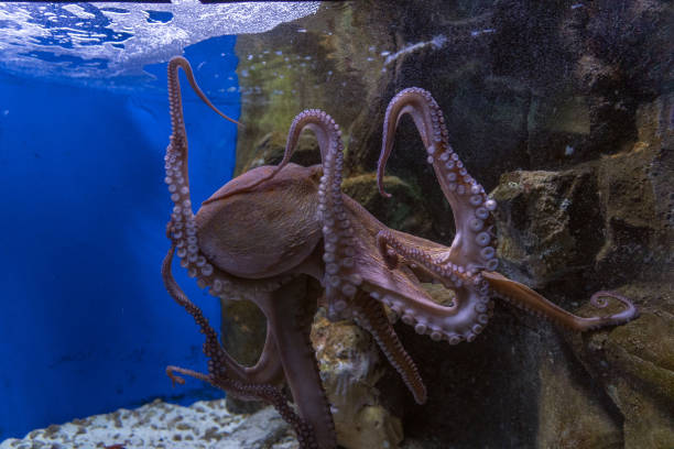 istock octopus underwater close up portrait 1320968518