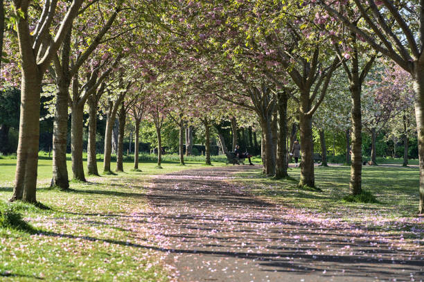 Spring view of blooming pink cherry (Prunus Shogetsu Oku Miyako) trees almost empty alley and path during COVID-19 lockdown, in Herbert Park, Dublin, Ireland stock photo