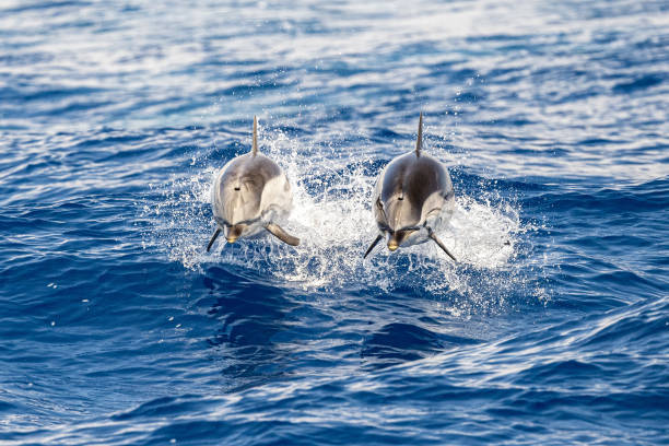 istock striped Dolphin while jumping in the deep blue sea 1320968563