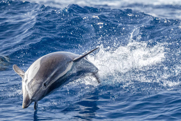 istock striped Dolphin while jumping in the deep blue sea 1320968583
