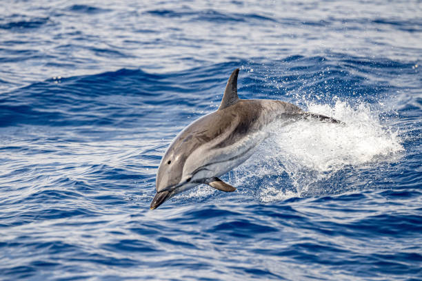 istock striped Dolphin while jumping in the deep blue sea 1320968593