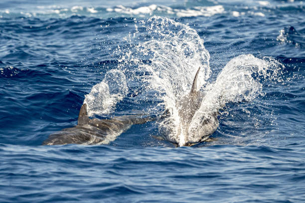 istock striped Dolphin while jumping in the deep blue sea 1320968601