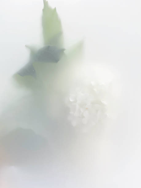 istock Branch of white garden flowers with leaf 1320968699