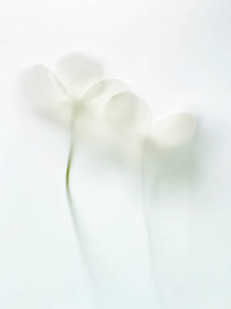 istock Two tiny beautiful garden anemone in foggy filter 1320968704