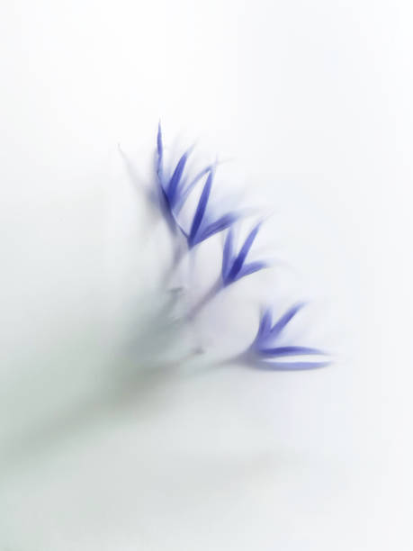 istock Petals of blue flowers in foggy effects 1320968708