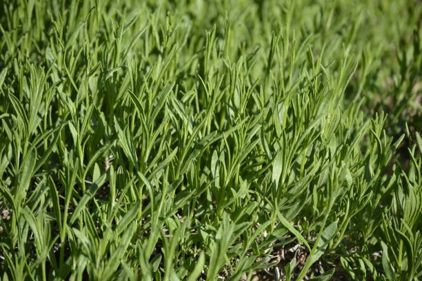 istock Flowers and greenery with a very nice ambience on a sunny day with sunlight 1320968711