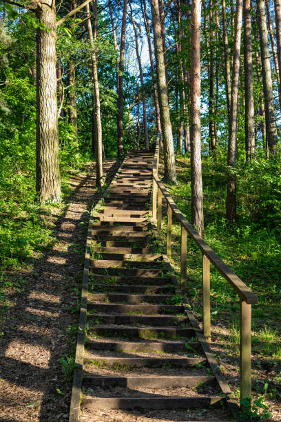 Stairs in the Seskines Os (Seskines Ozas), glacial period  gravel ridge in Vilnius, Lithuania Stairs in the forest around the Seskines Os (Seskines Ozas), glacial period  gravel ridge in Vilnius, Lithuania. eschar stock pictures, royalty-free photos & images