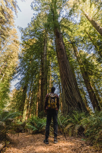 istock Man looking up at redwood trees 1320969754