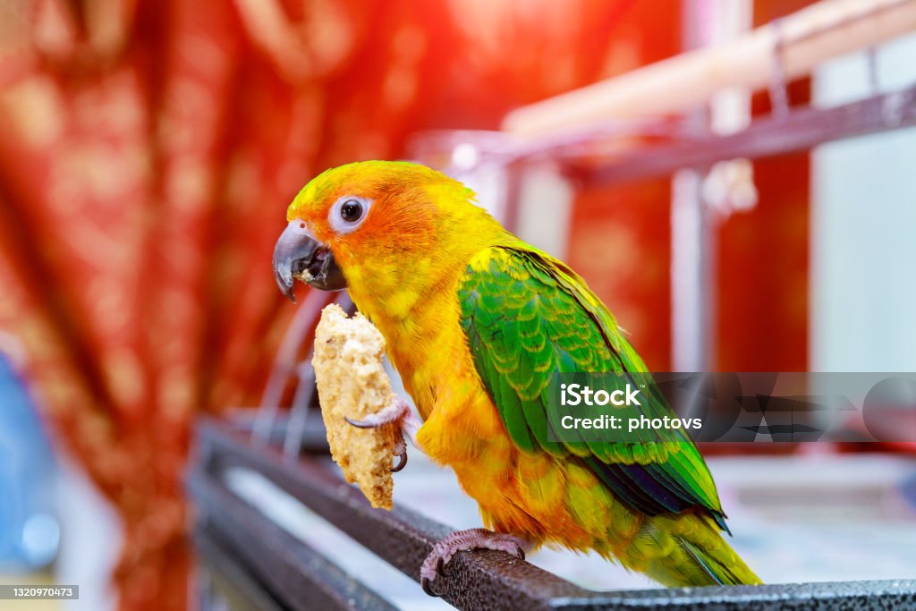 Cute sun conure eating and looking at the camera. Cute sun conure parrot eating and looking at the camera. Conure Stock Photo