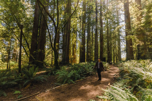 istock Man hiking in redwoods 1320970605