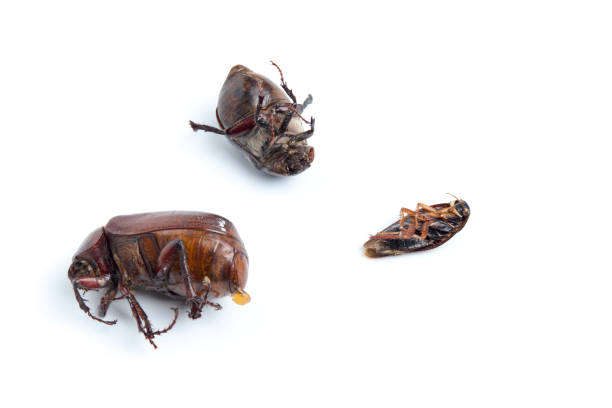 istock Dead beetle insect, 3 insect closeup 1320971115