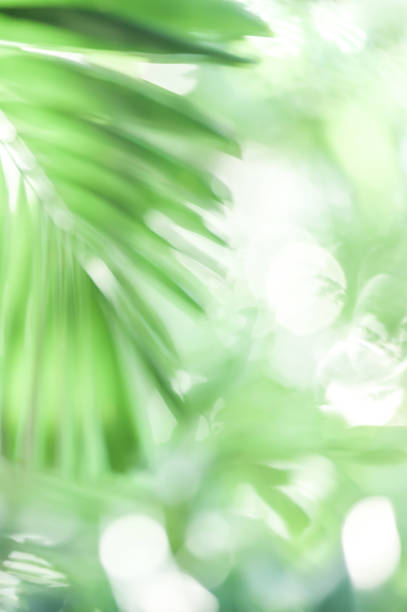 istock Defocus green palm leaves in sunlight. 1320971151