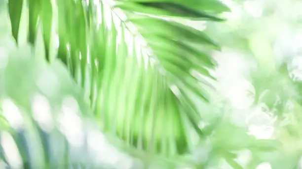 Photo of Defocus green palm leaves in sunlight.