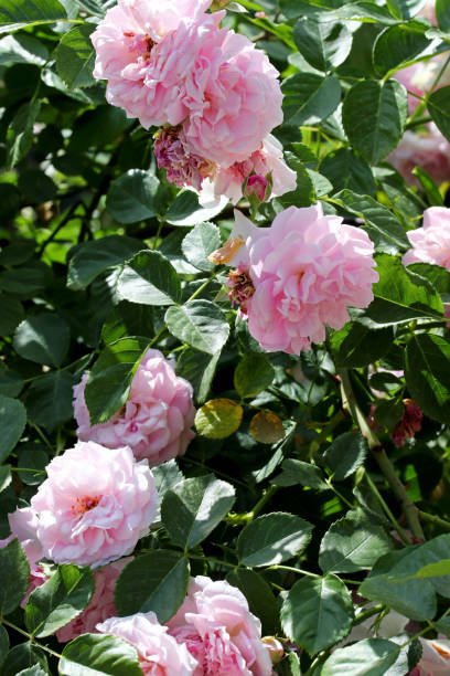 istock pink and white rose in the garden 1320971334