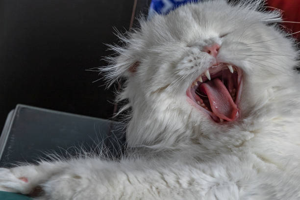 Yawning female cat gapes and sticks her tongue out.