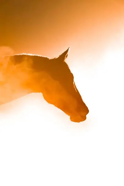 Crisp morning headshot of one of my favourite horses