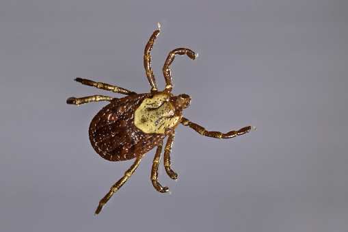 Tick Infected area with danger warning sign. Risk of tick-borne and lyme disease.