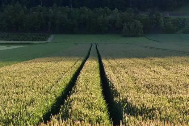 Agricultural field with traces from a two-track vehicle that meet in the perspective. In the background there is mixed forest.