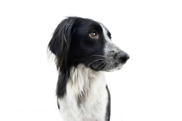 Profile serious border collie dog. Isolated on white background. Profile serious border collie dog. Isolated on white background. empty profile picture stock pictures, royalty-free photos & images