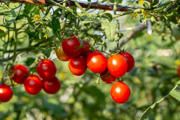 los tomates rojos maduros cuelgan en el árbol del tomate en el jardín - cherry tomato fotografías e imágenes de stock