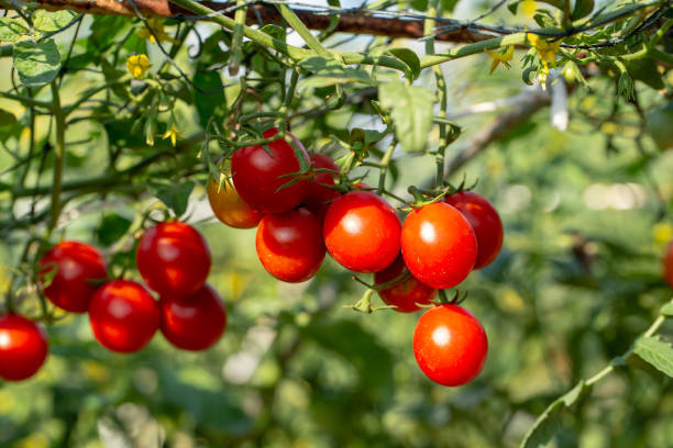 спелые красные помидоры висят на томатном дереве в саду - heirloom cherry tomato стоковые фото и изображения