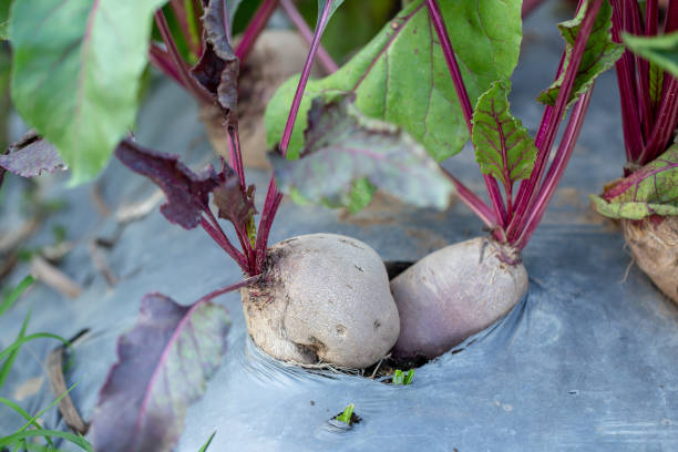 istock Fresh organic beets on the ground in the garden. 1320975390