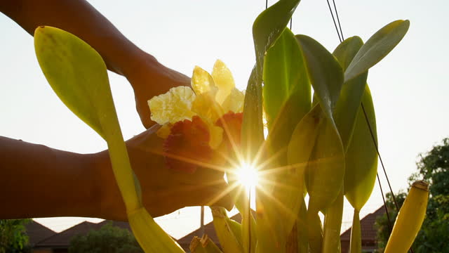 Gardener Harvest Cattleya Against Sunset Slow Motion