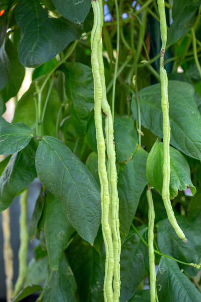 istock Organic yard long Bean (Vigna unguiculata) on agriculture field. 1320976372