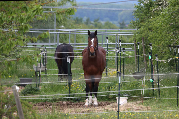 istock Horses in a paddock in a farm yard 1320976586