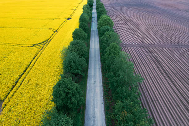 istock Aerial view of road between plowed and yellow rape fields 1320978740