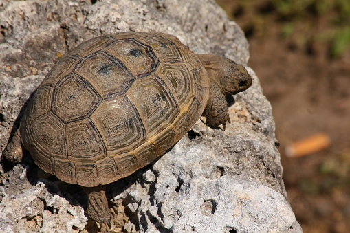 Mugla, Turkey-April 24, 2021: Land turtle walking on a rock in Dalyan.