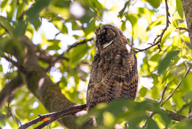 istock beautiful owl in nature forest habitat. 1320978981