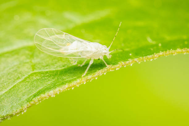 Red Aphids in Nature