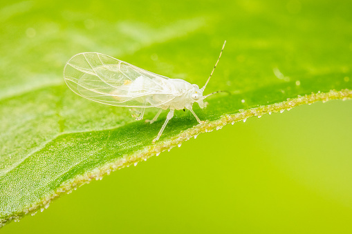 Very small cacopsylla annulata on a green leaf with blurred background and copy space