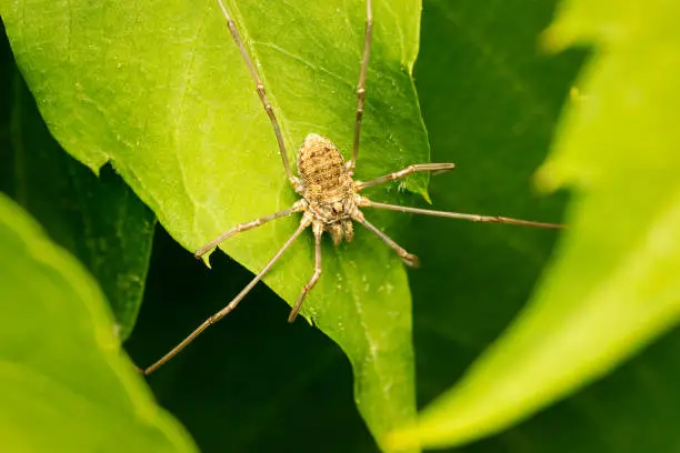 Concealed harvest spider hunting for its next meal on a green leaf with copy space