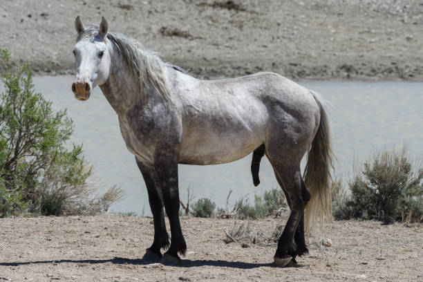 istock Wild Mustang Horses in Colorado 1320980136