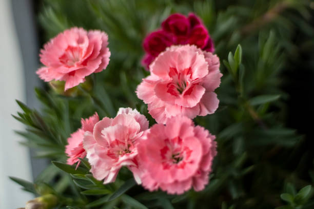 istock flowers and colors, makro 1320980380