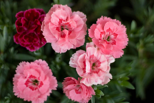 istock flowers and colors, makro 1320980418