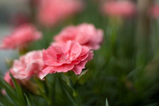 istock flowers and colors, makro 1320980493