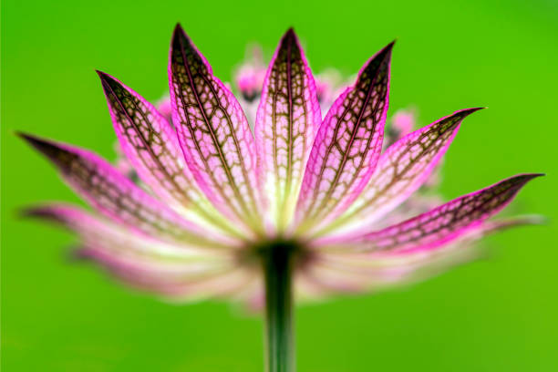 istock Beautiful Floral Pink Astrantia  flower 1320981547